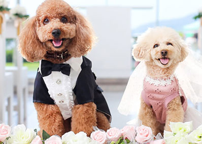 フォトウェディングプラン